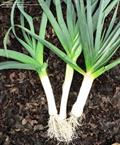 Allium porrum